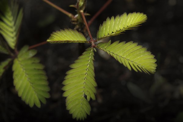 Sensitive plant