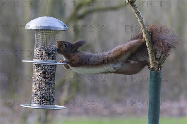 Squirrel raids Eurasian red squirrel