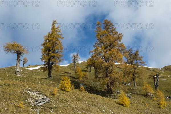 Autumn coloured larches