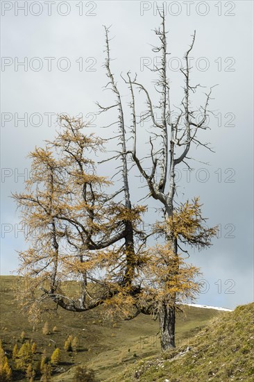 Autumn coloured larch