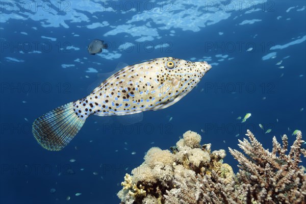 Scrawled filefish