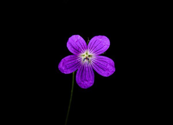 Wild geranium