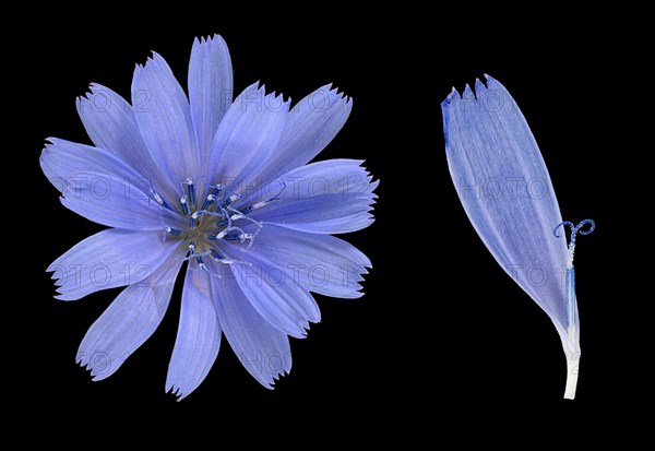 Common chicory