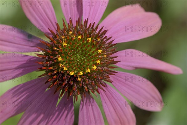 Purple Cone flower