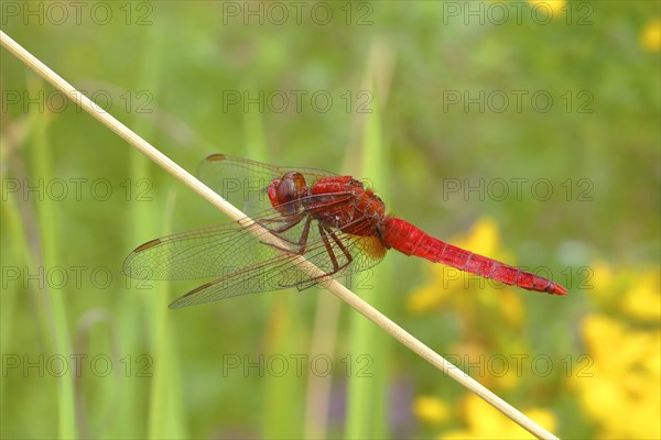 Scarlet dragonfly