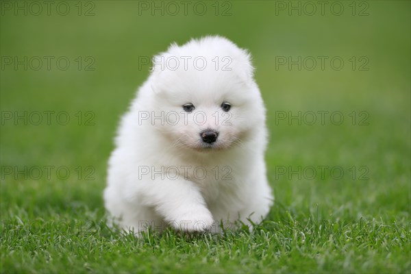 Samoyed Domestic dog