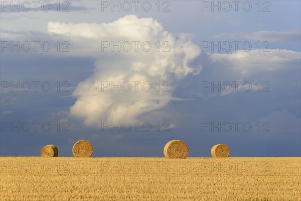 Grain field