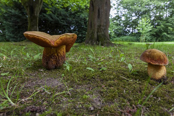 Lurid bolete