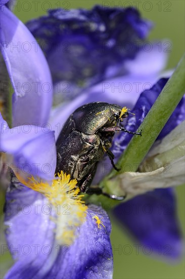 Rose chafer