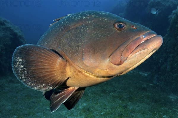 Dusky Grouper