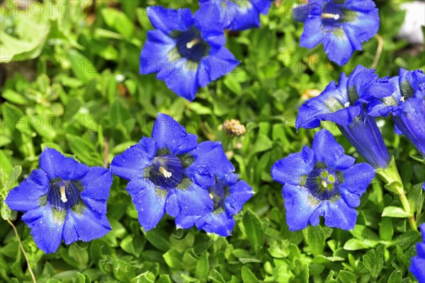 Flowering Stemless gentian