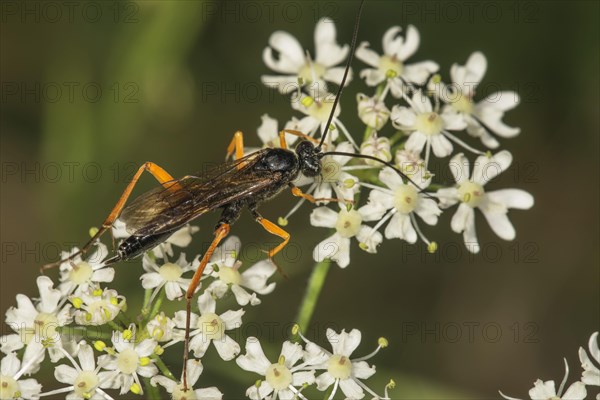 Pimpla rufipes