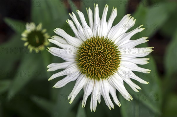 White-flowered coneflower