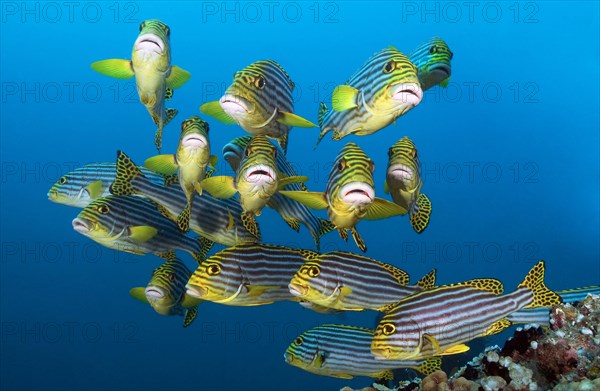 Small school of fish Oriental sweetlips