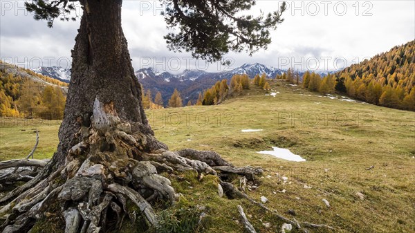 Swiss stone pine on an alpine meadow