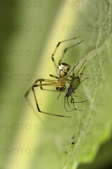 Linyphia triangularis