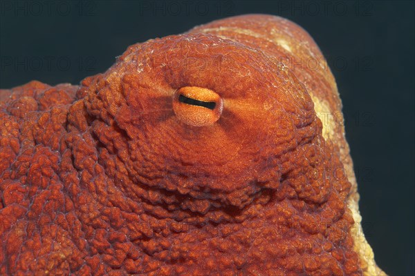 Eye of common octopus