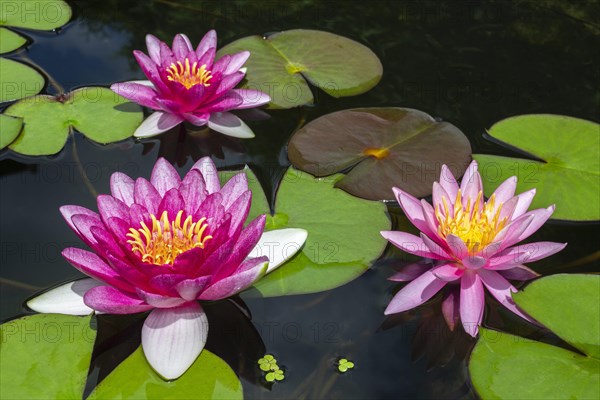 Pink Water lilies