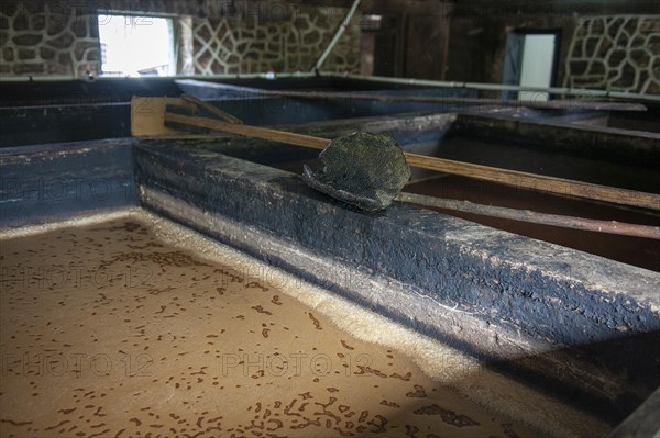 Mash of sugar cane for traditional rum production