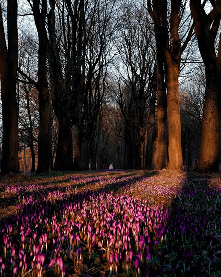 Crocus in the sunset