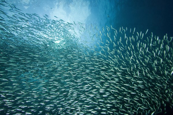 Shoal of Sardinops