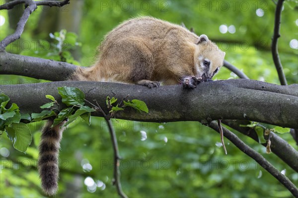 South American coati