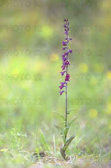 Dark red helleborine