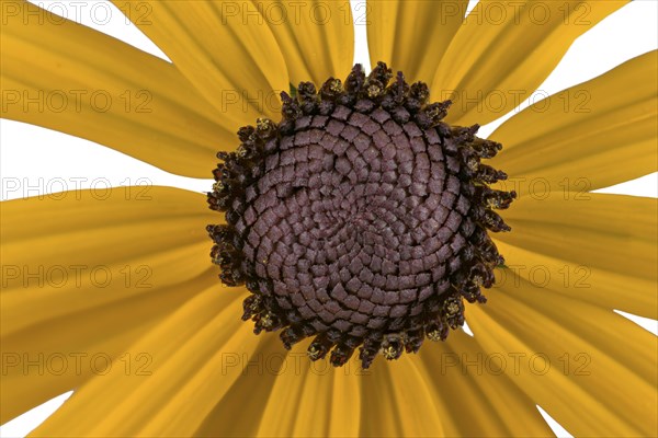 Orange coneflower