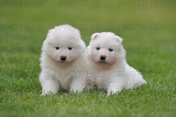 Samoyed Domestic dog