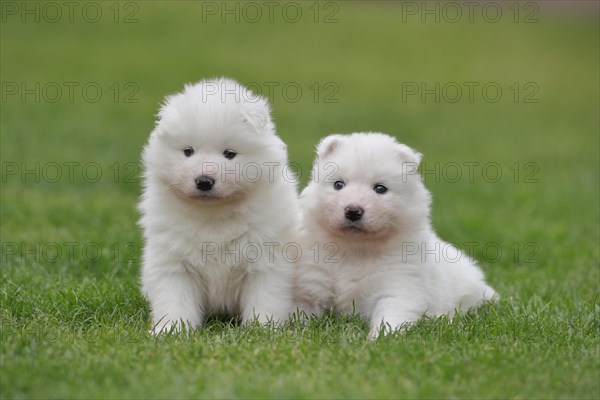 Samoyed Domestic dog