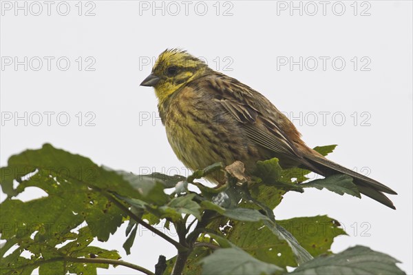 Yellowhammer