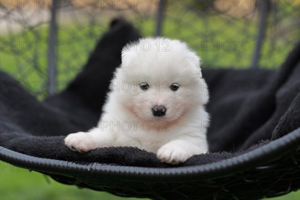 Samoyed Domestic dog