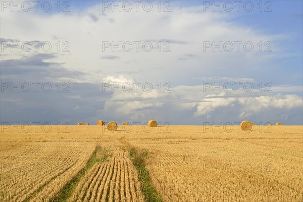 Grain field