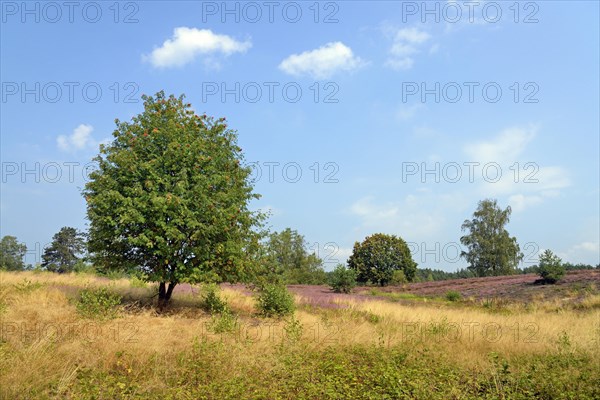 Heathland