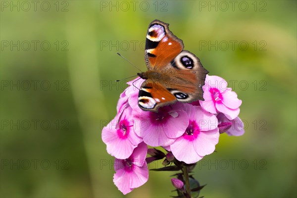 European peacock