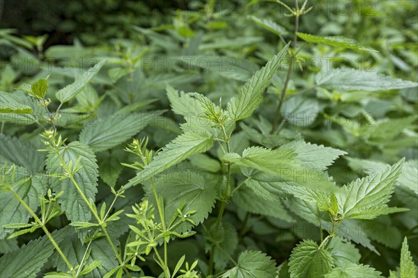 Stinging nettle