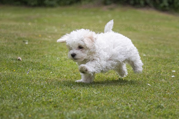 Young Mini Maltese in Sprint