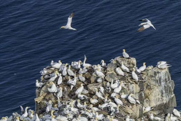 Gannet colony on the rock needle Stori Karl