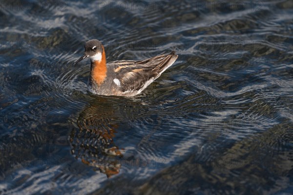 Swimming Red-necked Phalarope