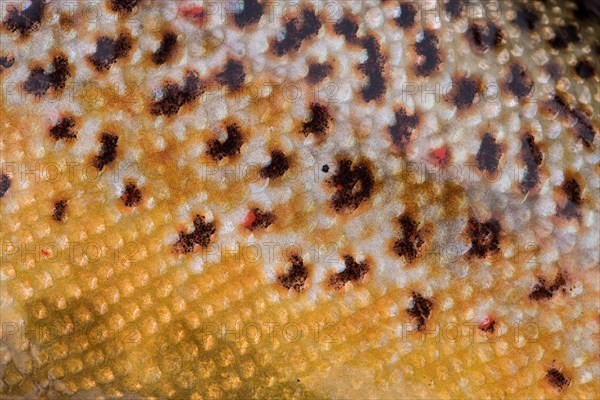 Yellowish scales