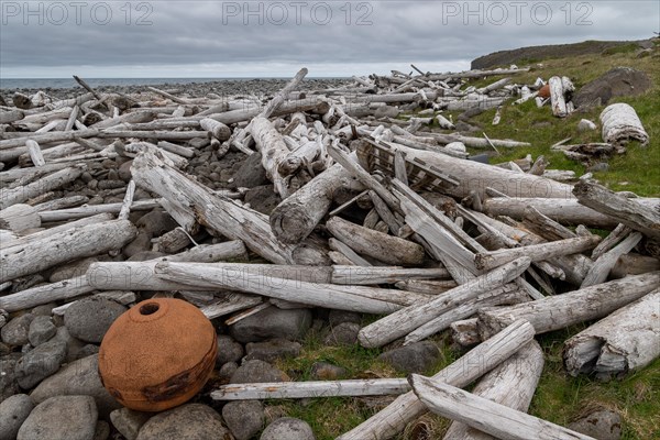 Driftwood