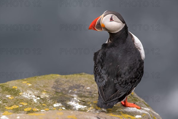 Puffin