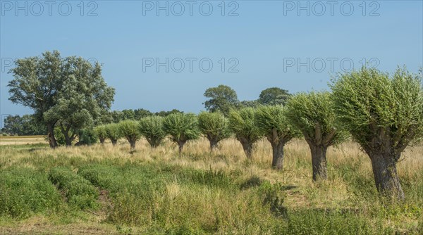 Row of willow trees