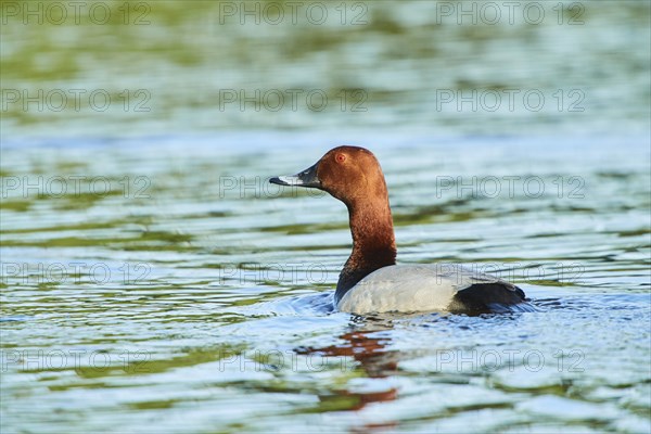 Common pochard