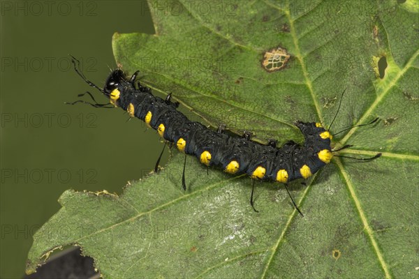 Alder moth