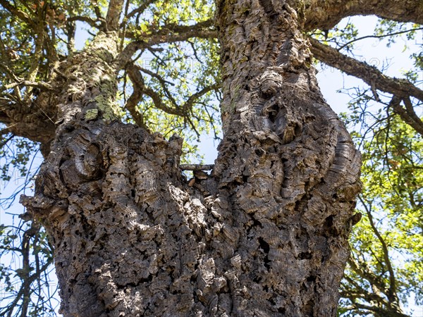 Bark of a Cork oak