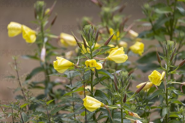 Evening primrose