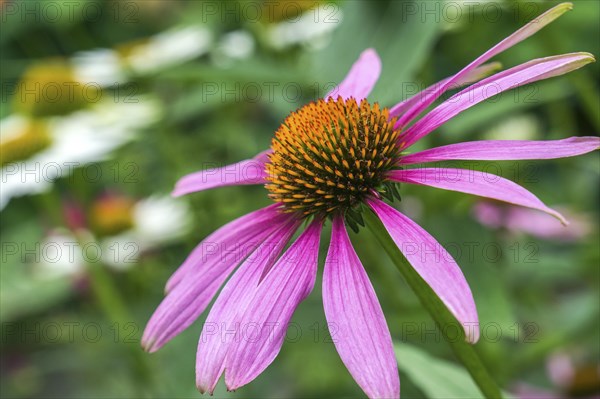 Purple Cone flower