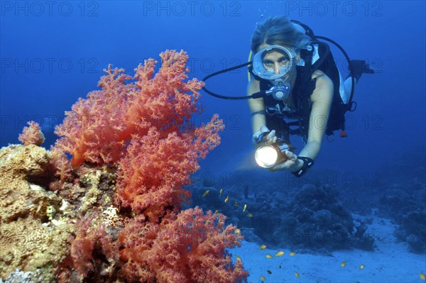 Diver with underwater lamp looking at red soft coral