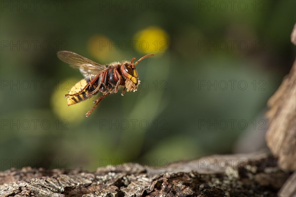 European hornet